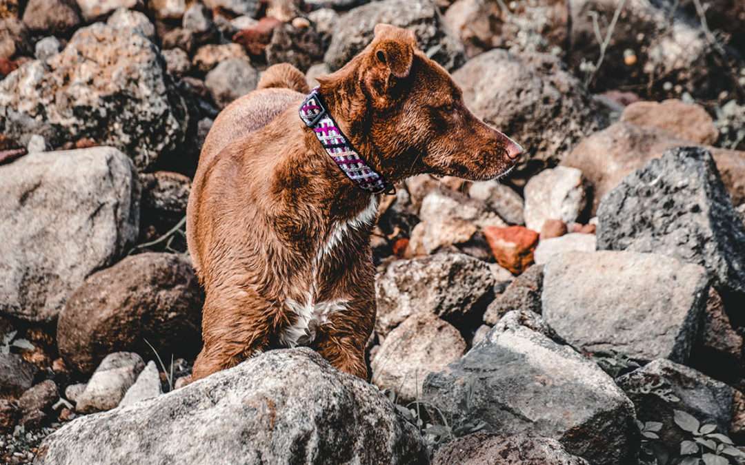 The Knotted Collection of Matching Dog Collar, Leash, and Harness