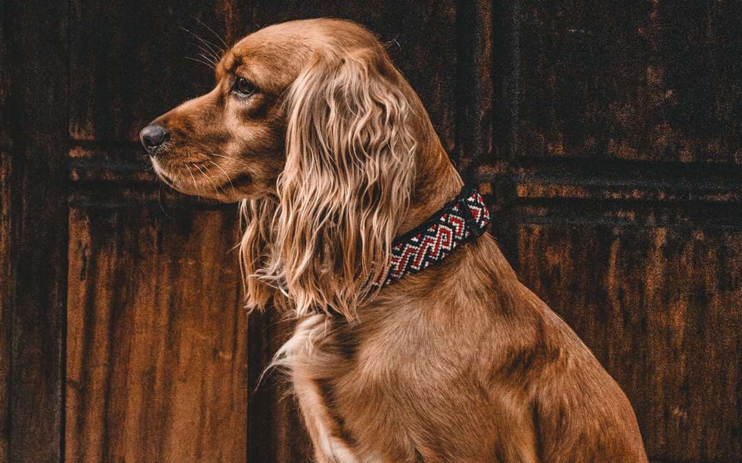 Every Extraordinary Dog Deserves Their Own Unique Dog Collar