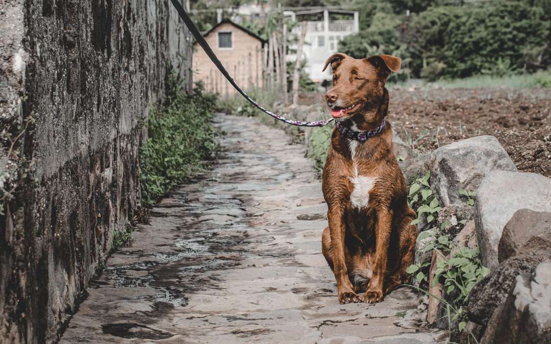 The Knotted Outdoor Leash that Reflects the Connection to Your Dog