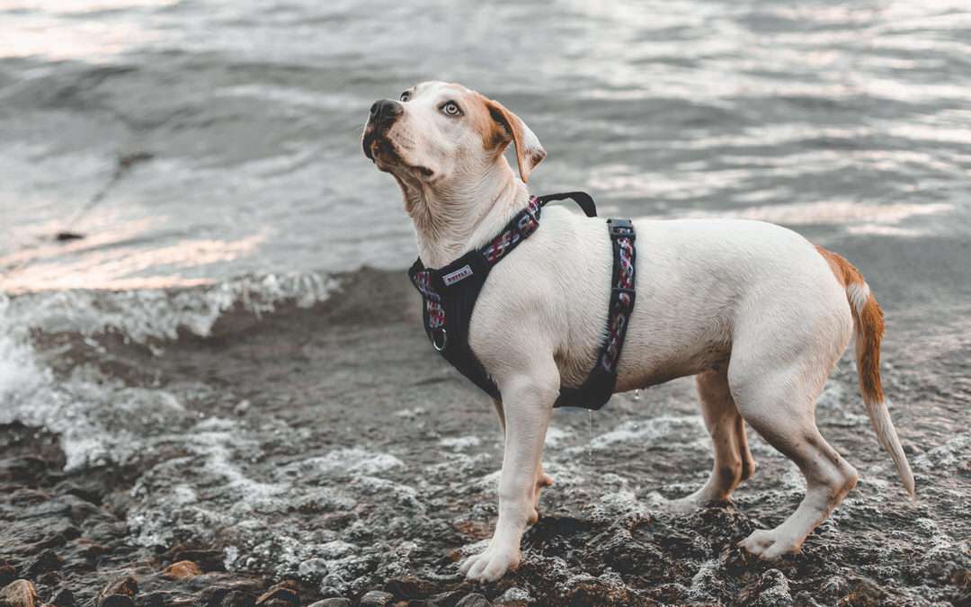 The Reflective Dog Harness for Leaping into the Extraordinary Together