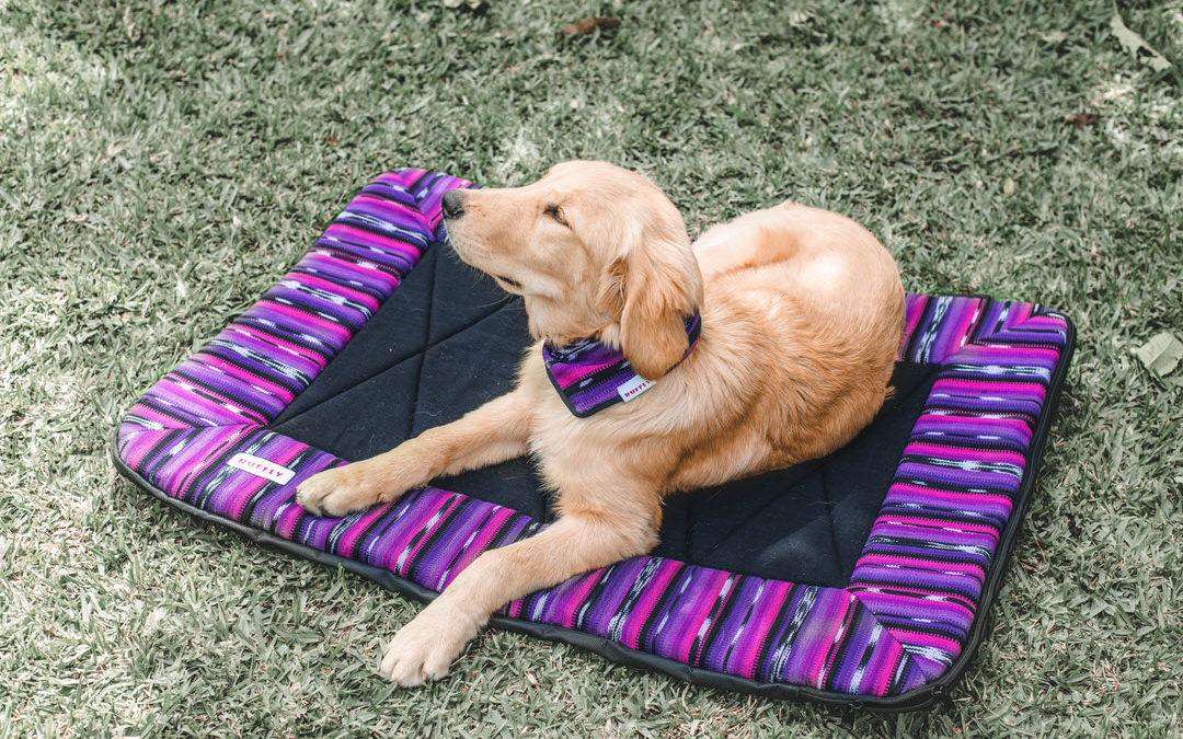 The Woven Collection of Outdoor Dog Accessories for All Your Adventures Together