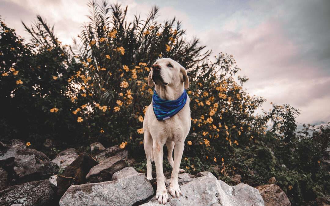 The Dog Bandana to Outfit Your Furry Superhero for Outdoor Adventure