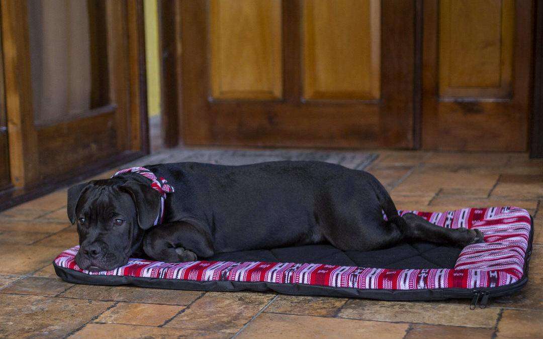 The Dog Bed for at Home and Everywhere You Go Together