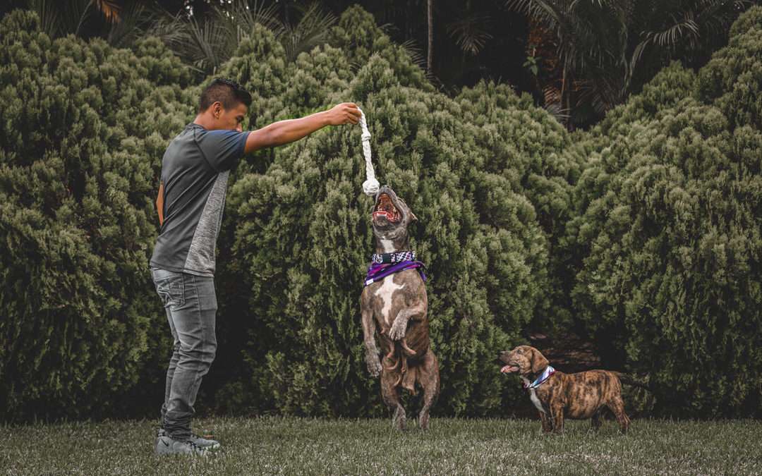 The Dog Fetch Toy That Gives a Great Big Huck