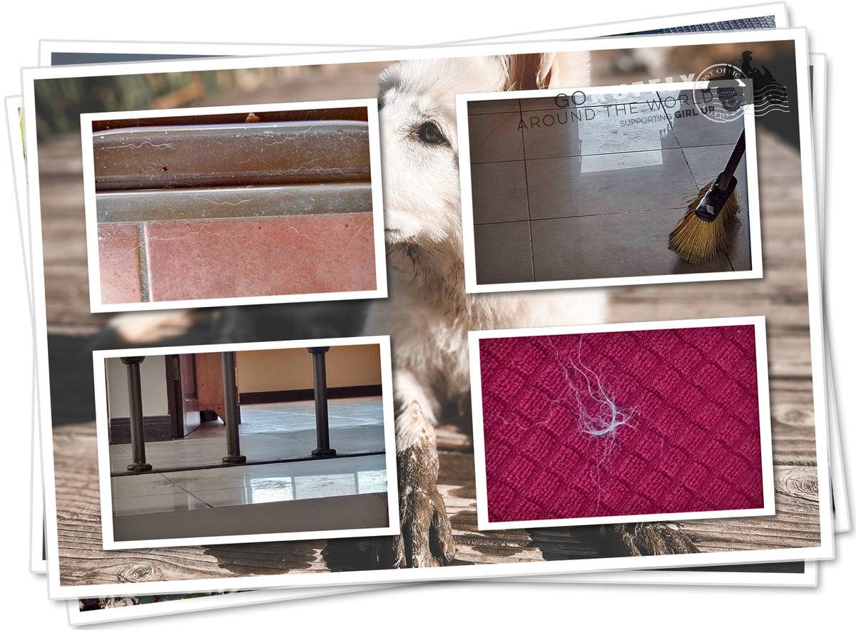 Postcard of dirty AirBnB floor from muddy dog