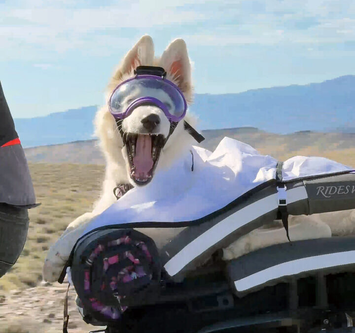 White puppy yawns on a motorcycle dog carrier in the desert