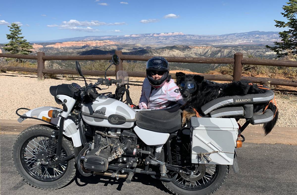 Motorcycle dog carrier mounted on a motorcycle with a sidecar