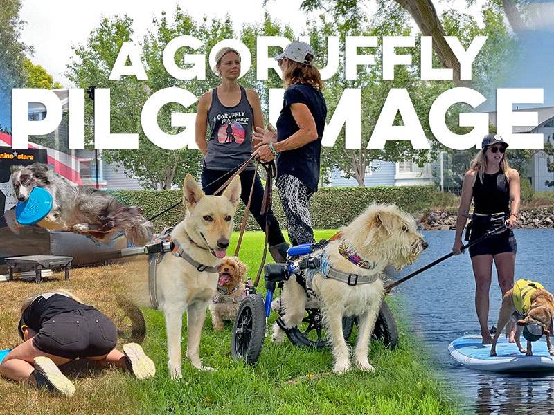 HEADER PHONE 2·56x1 20210607 Scenes of dog agility stunts, standup paddle boarding, and canine prosthetics