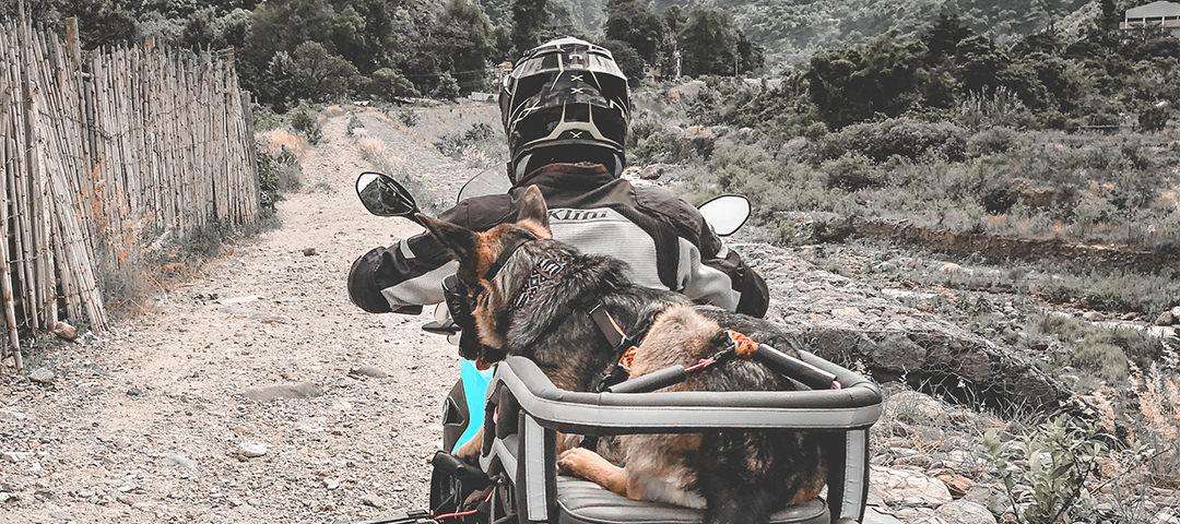 Man rides difficult, rocky off-road trail on large motorcycle with German shepherd on the back