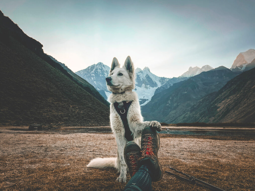 White shepherd dog with paw on hiking boots wears harness while hiking among mountains