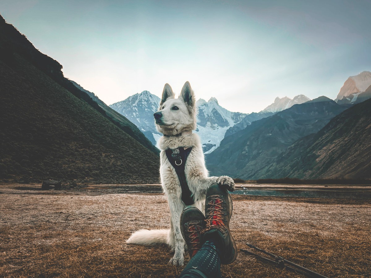 White shepherd dog with paw on hiking boots wears harness while hiking among mountains