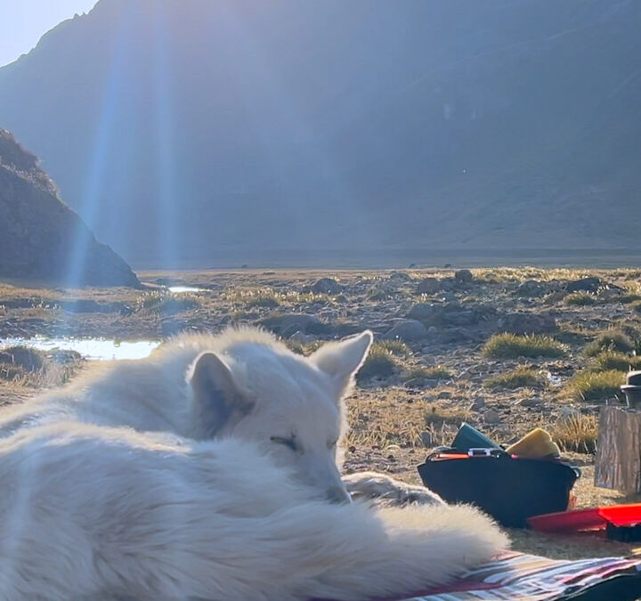 White dog curls up on travel bed
