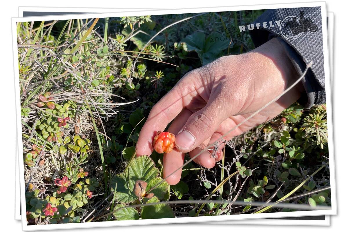Postcard of a hand picking a cloudberry from the bush