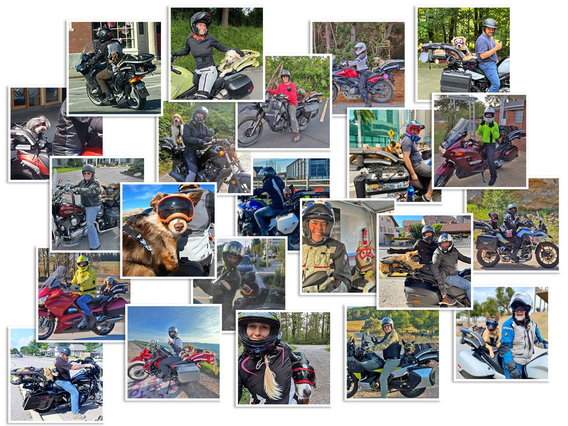 Photo collage of motorcyclists with dogs