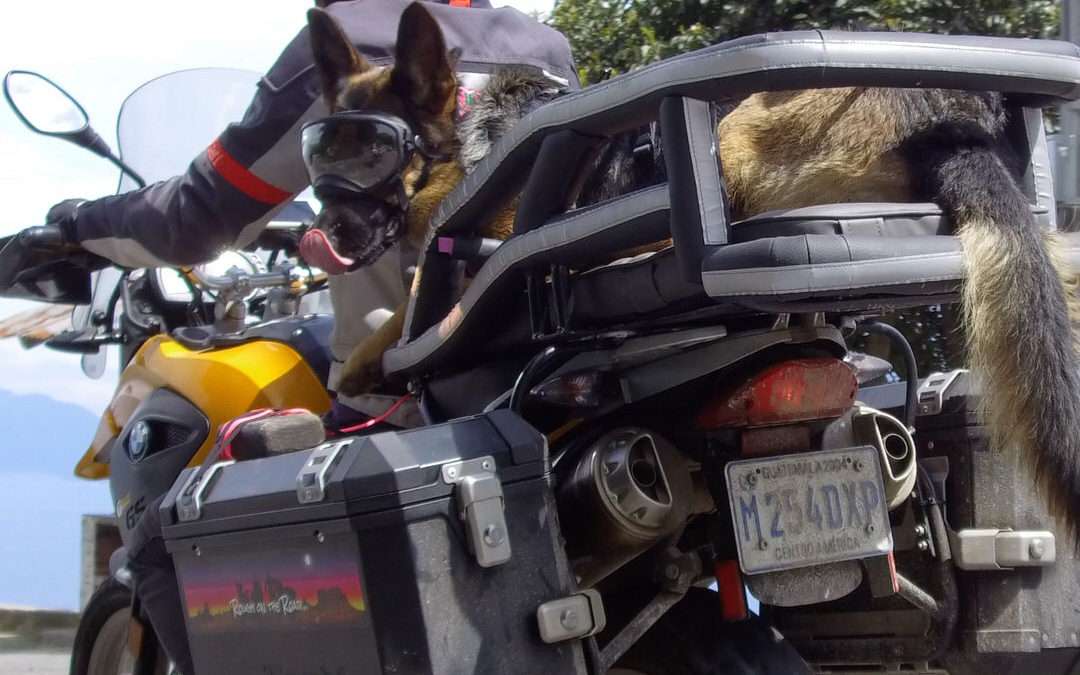 Woman and German Shepherd ride adventure motorcycle with dog carrier and long tail hanging off