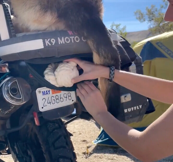 Woman takes a dog toy out of a secure luggage compartment on a motorcycle