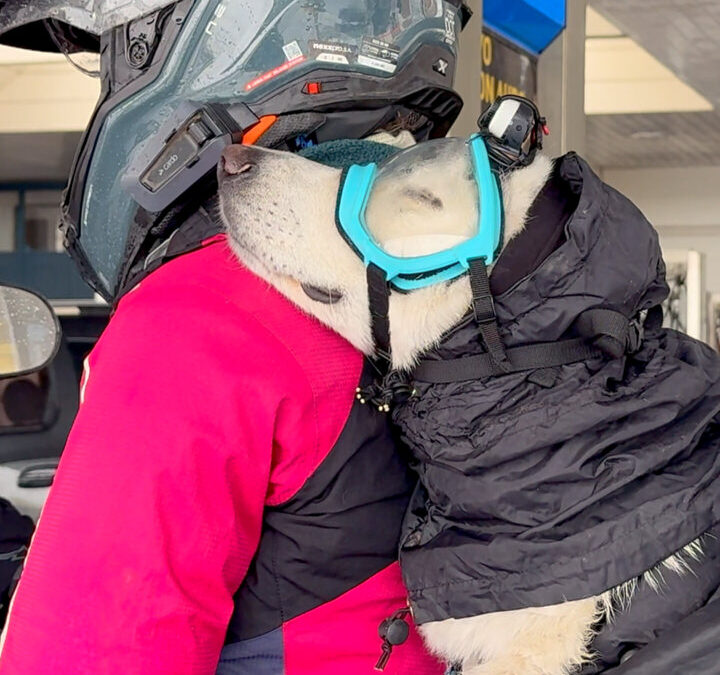 White shepherd dog wearing blue goggles and black rain hood rests head on motorcycle rider's shoulder