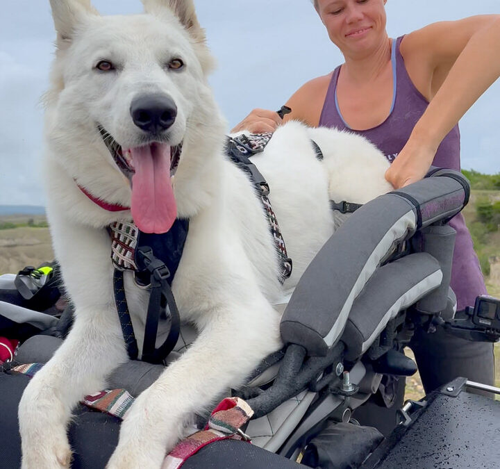 Blonde woman straps white dog into motorcycle dog carrier