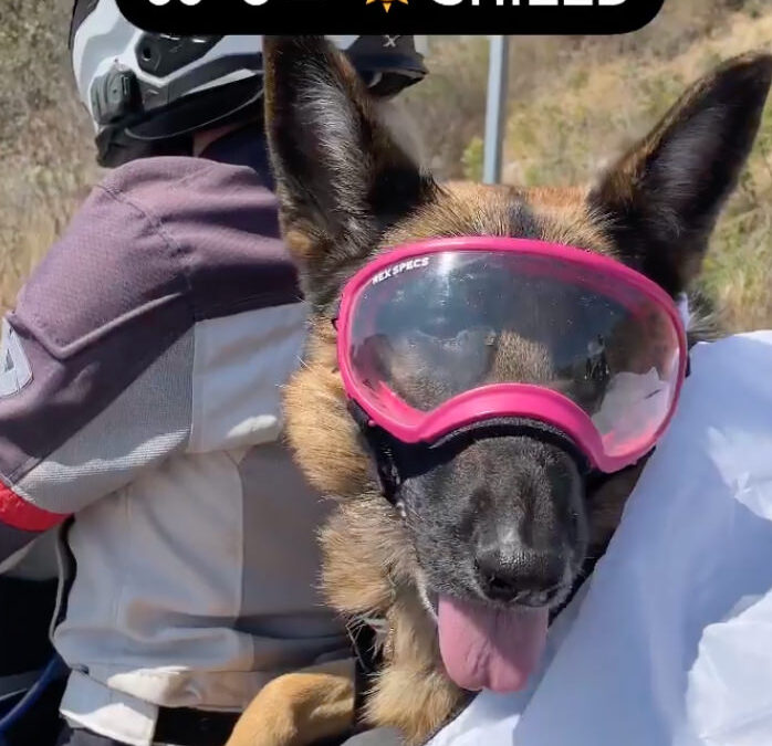 German Shepherd in a motorcycle dog carrier pants in the heat