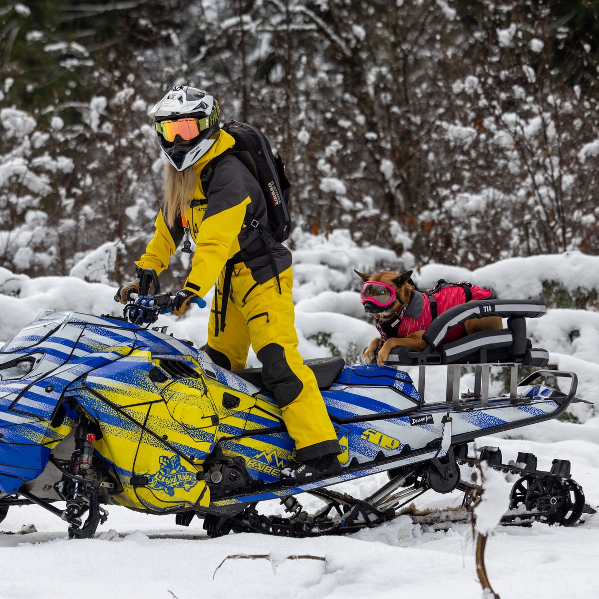 Cockpit mounted to a Ski-Doo snowmobile Woman in yellow and black suit rides on Ski-Doo snowmobile with dog in carrier