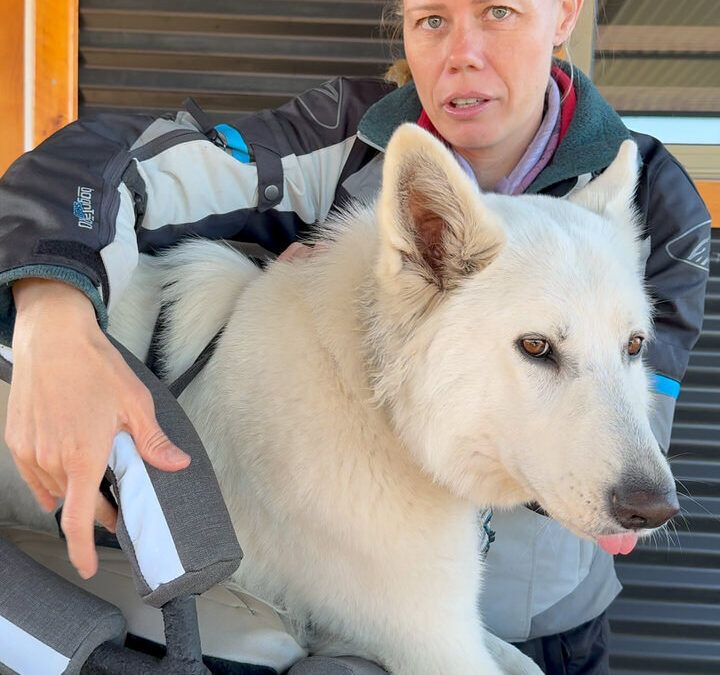 Woman straps white dog into motorcycle dog carrier