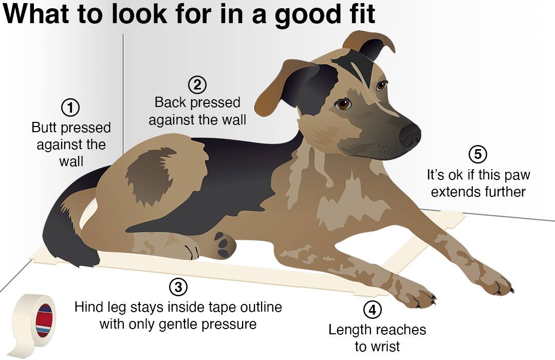 Artistic image of dog laying in a tape outline with text highlighting important points about motorcycle dog carrier fit and sizing