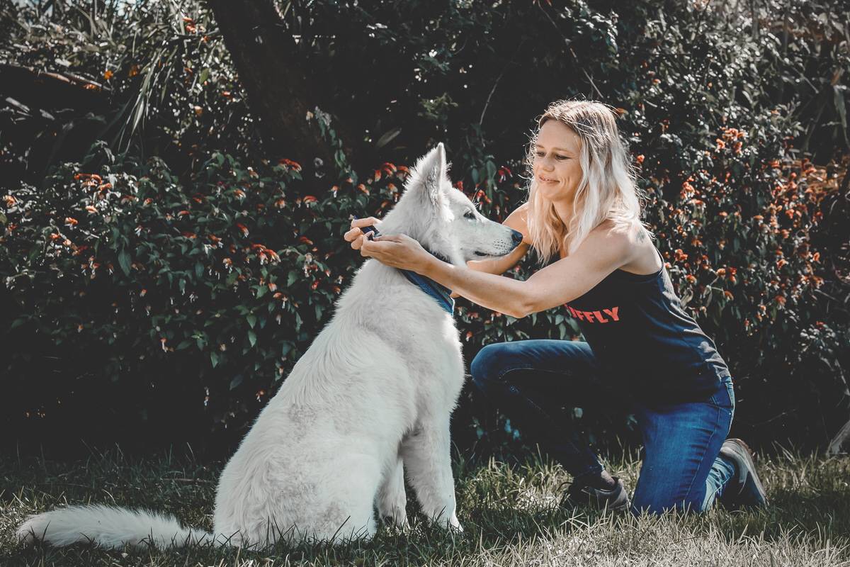 Woman ties woven blue bandana around white shepherd dog's neck