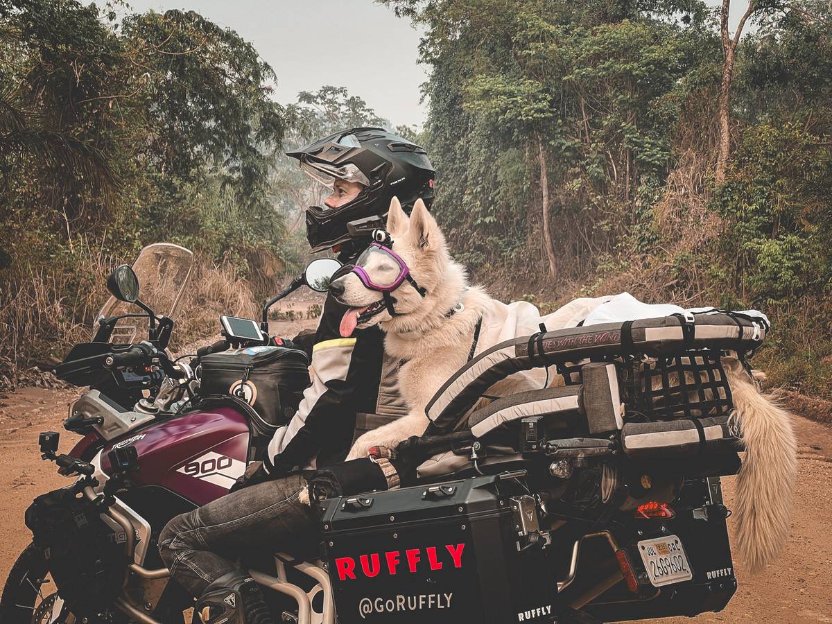 Woman and large white dog look out from motorcycle in the jungle
