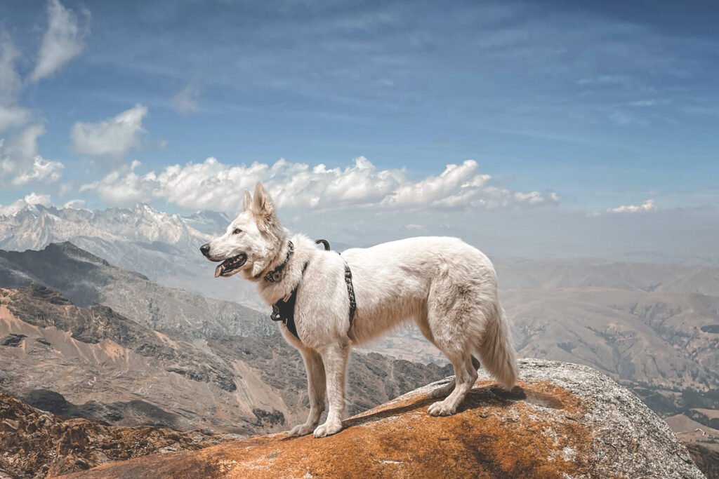 White shepherd dog on mountain top with epic view
