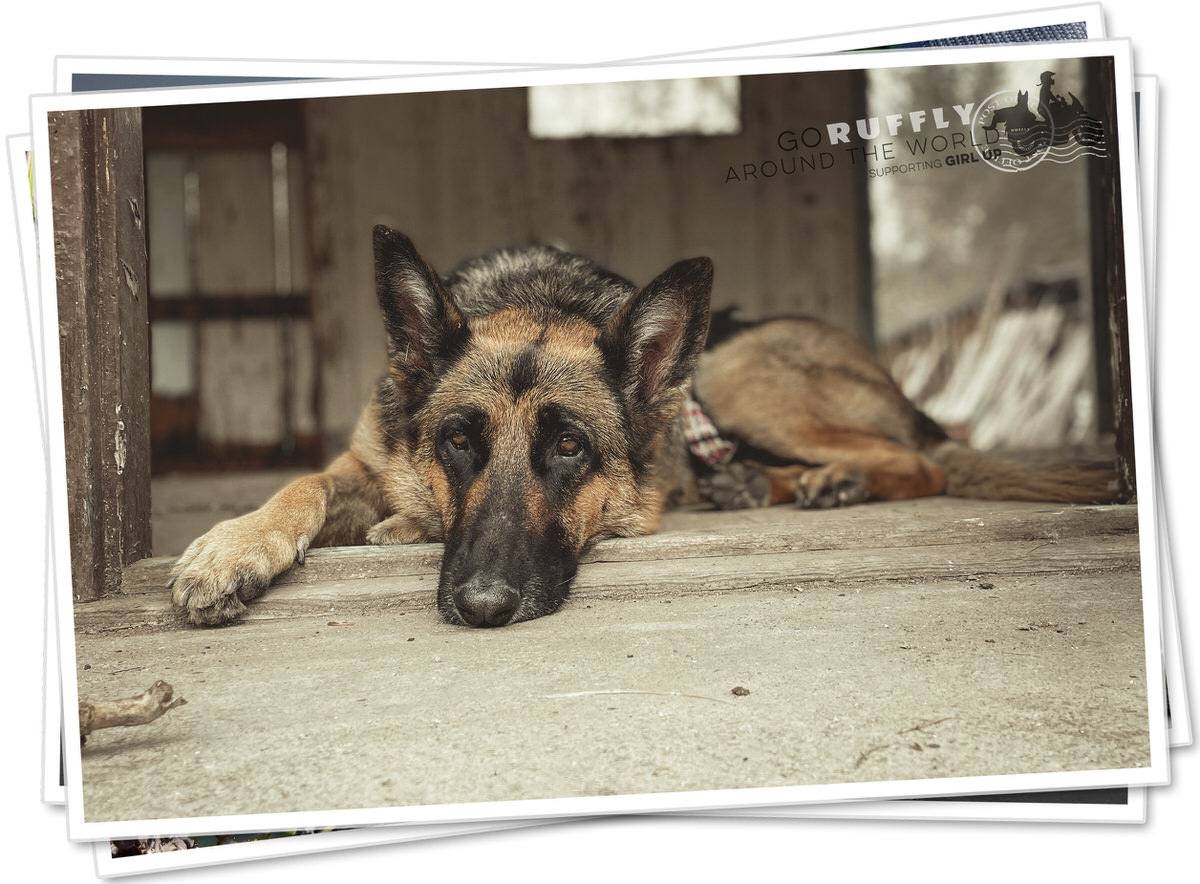 Postcard of a sand-looking German Shepherd dog laying on the ground